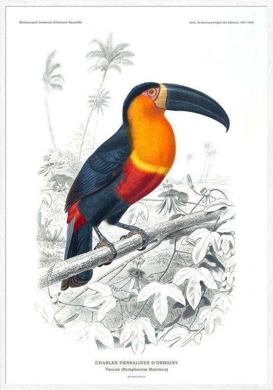 Tucan Plakat Charles Dessalines Retroplakat - Unikplakat.dk Plakater