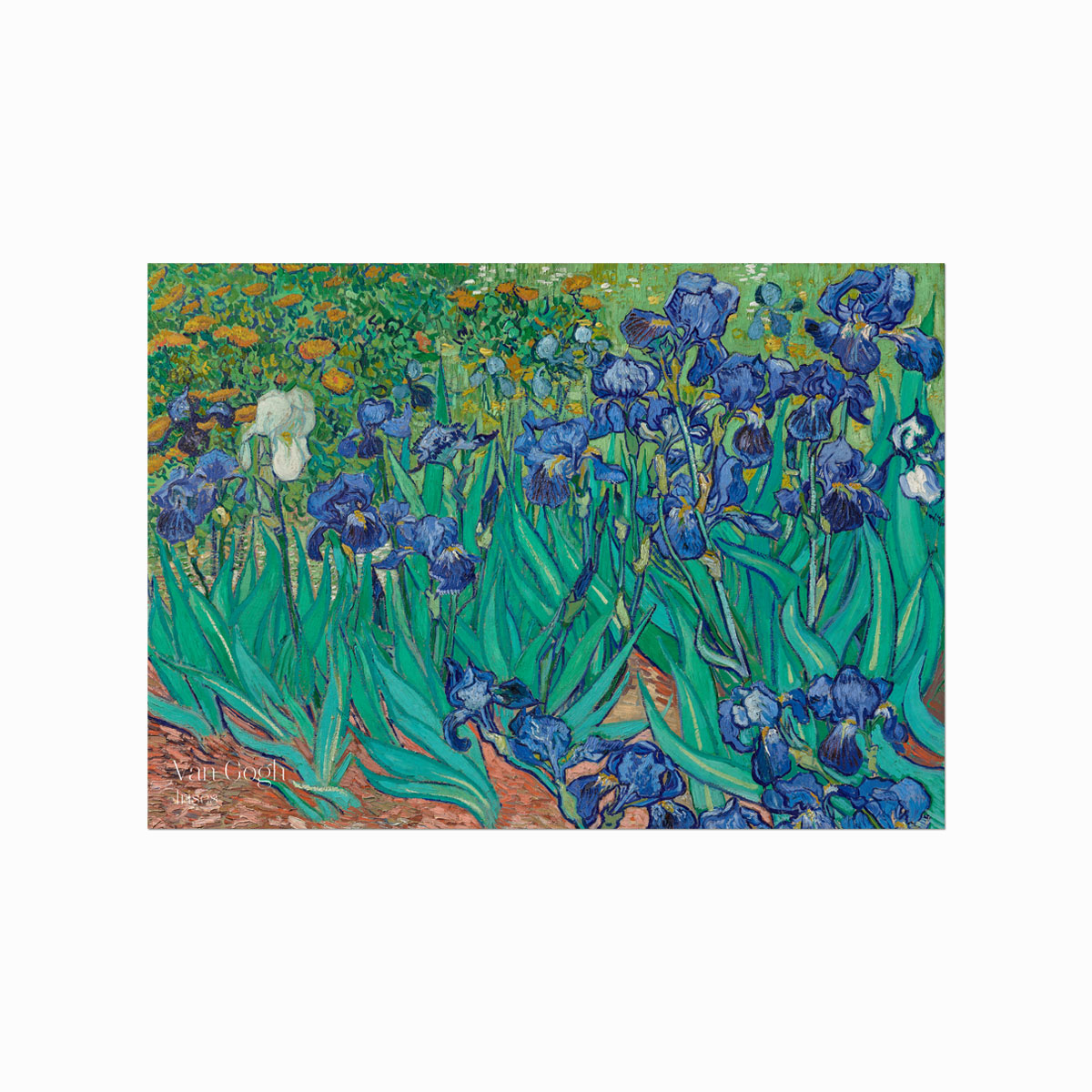 Van Gogh Plakat Irises - Designplakater Plakater