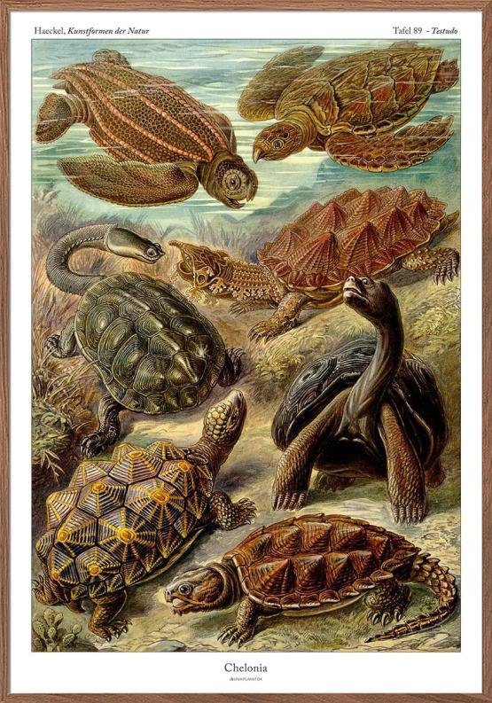 Ernst Haeckel Plakat Chelonia Skildpadder - Unikplakat.dk Plakater