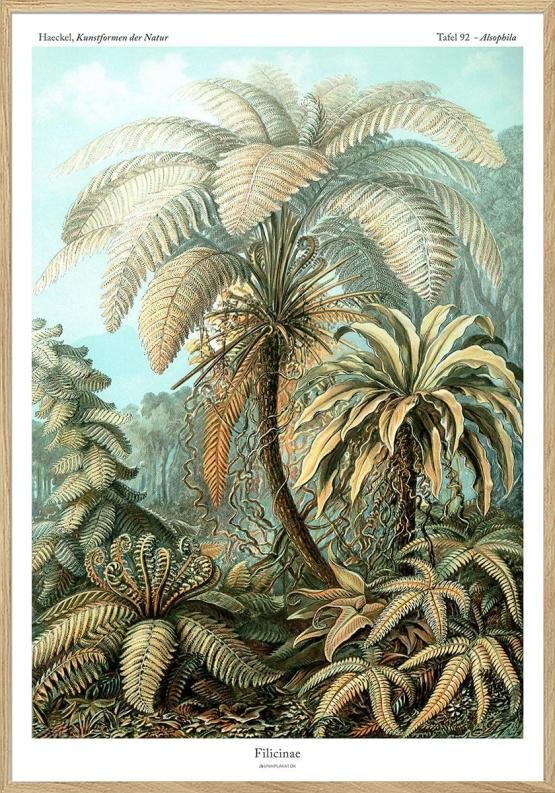 Ernst Haeckel Filicinae Plakat Med Bregne - Unikplakat.dk Plakater