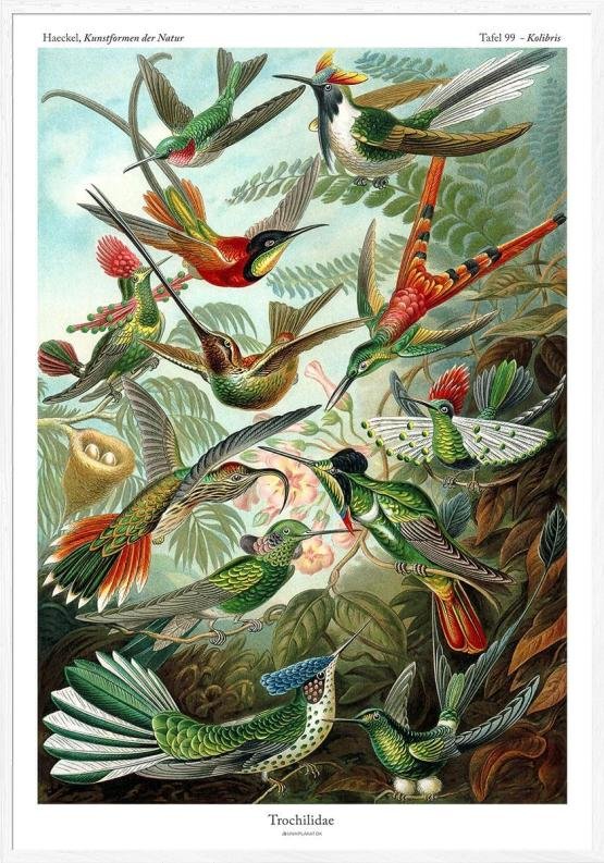 Ernst Haeckel Plakat Trochilidae Kolibris - Unikplakat.dk Plakater