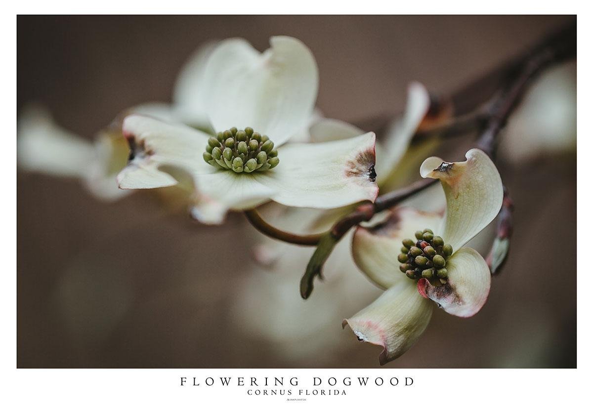 Blomsterkornel Cornus Florida Plakat - Unikplakat.dk Plakater