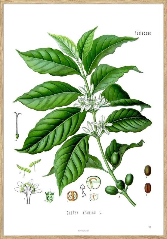 Khlers Medizinal Pflanzen Coffea Arabica Antik Plakat Med Kaffeplante - Unikplakat.dk Plakater