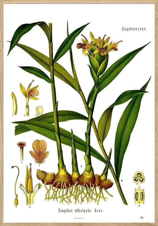Khlers Medizinal Pflanzen Zingiber Officinale Plakat Med Retromotiv Ingefær - Unikplakat.dk Plakater