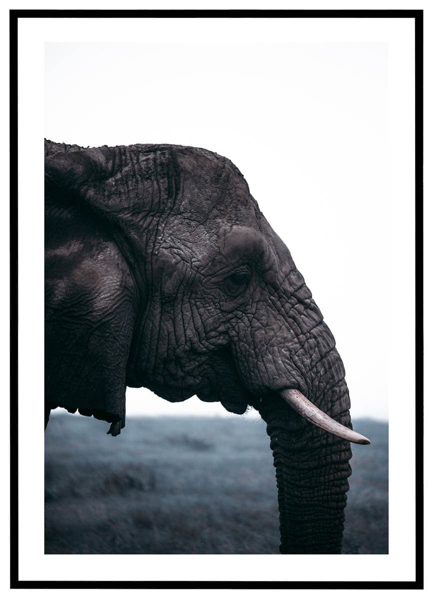 Plakat Afrikansk Elefant Profil - Plakater
