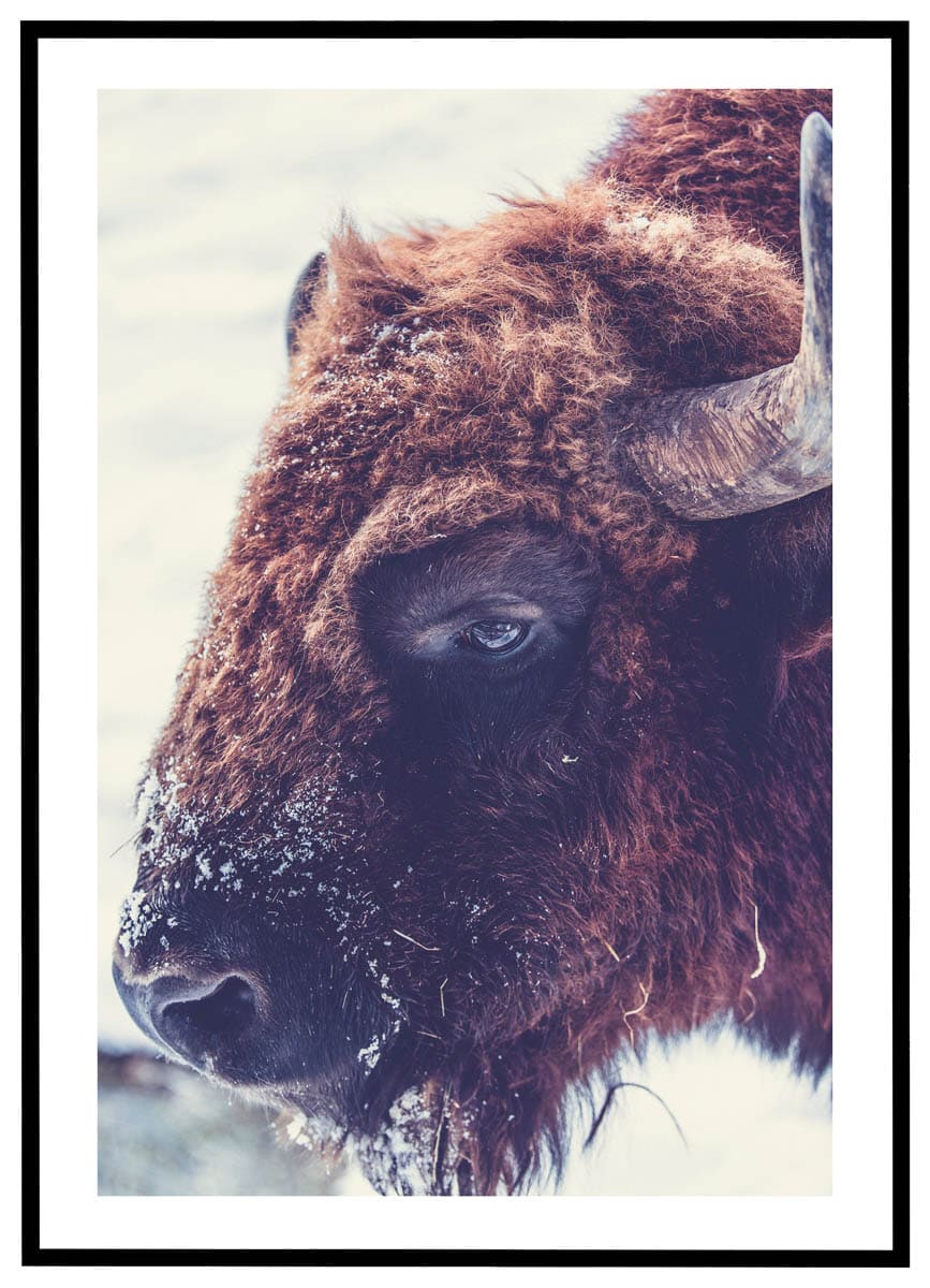 Plakat Amerikansk Bison - Plakater