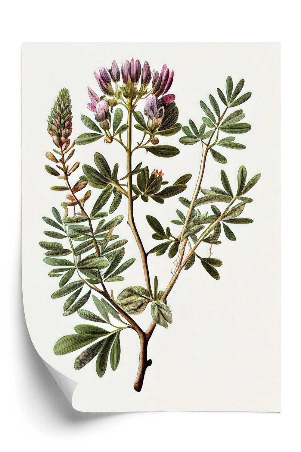 Plakat Astragalus Med Lilla Blomster - Doboxa Plakater