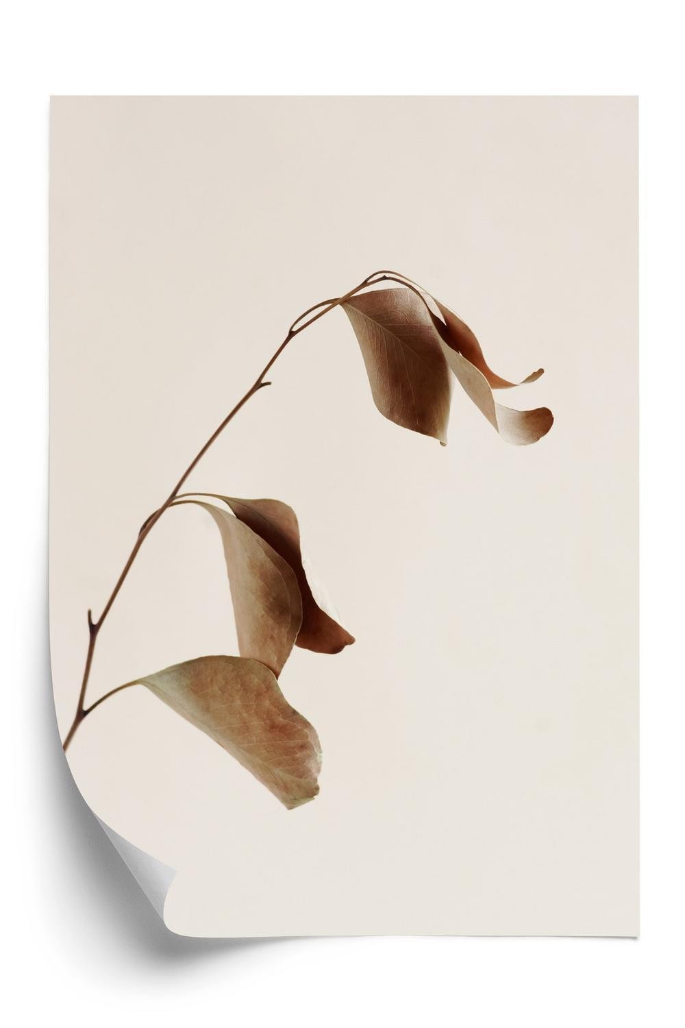 Plakat Beige Tør Eukalyptus - Doboxa Plakater