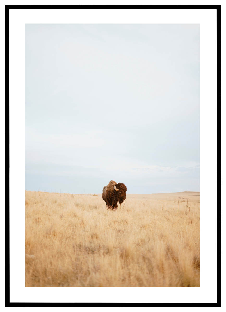 Plakat Bison Græsslette - Plakater
