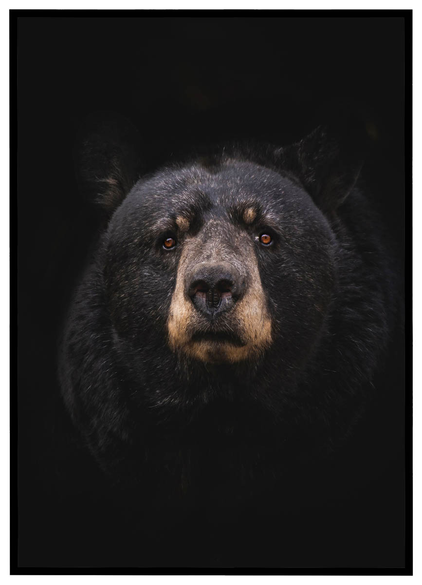 Plakat Bjørn - Plakater