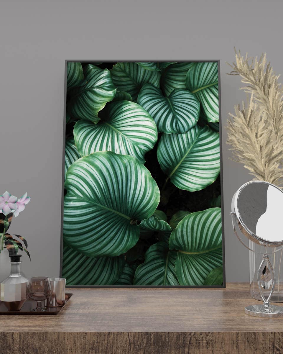 Plakat Calathea Orbifolia Stribet Plante - Plakater