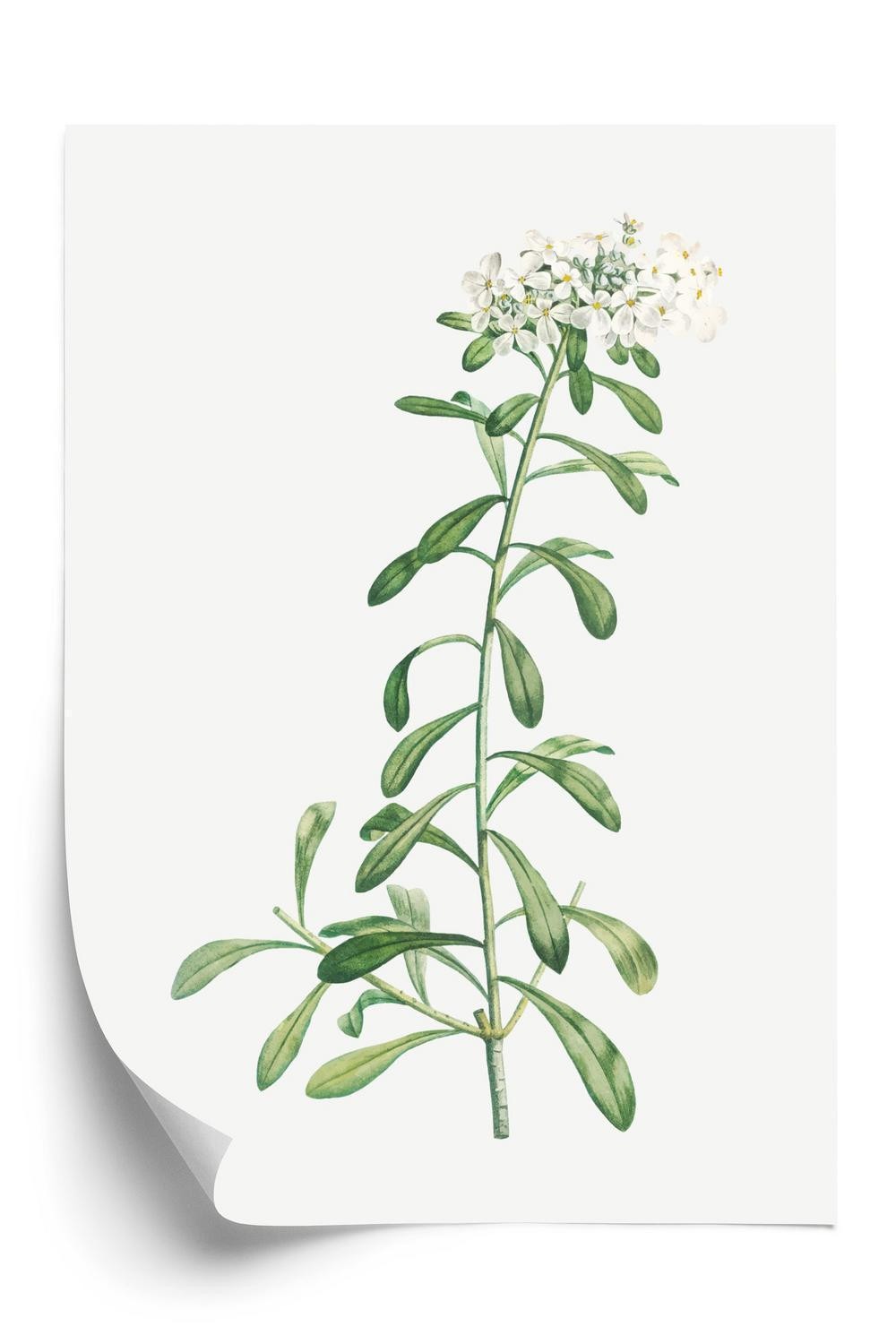 Hvid Plakat Lille Plante - Doboxa Plakater