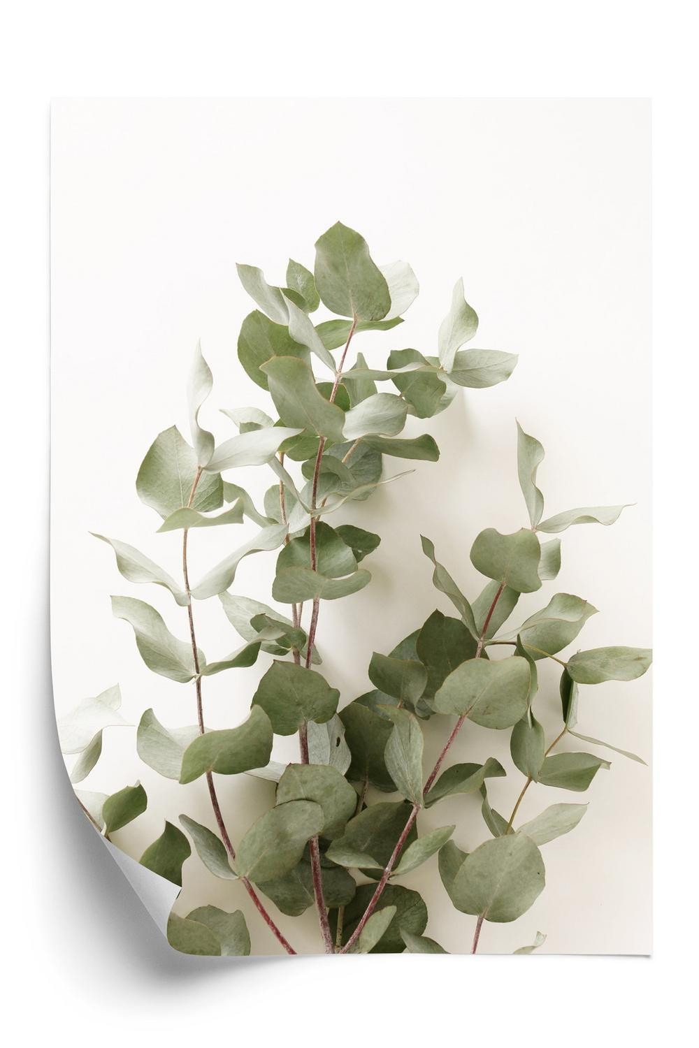 Plakat Eukalyptus Gren - Doboxa Plakater