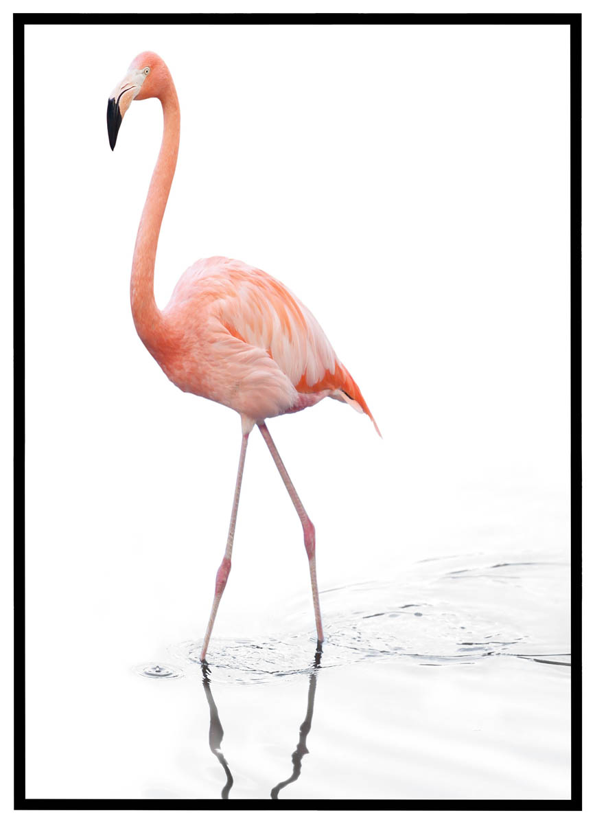 Plakat Flamingo Vandet - Plakater