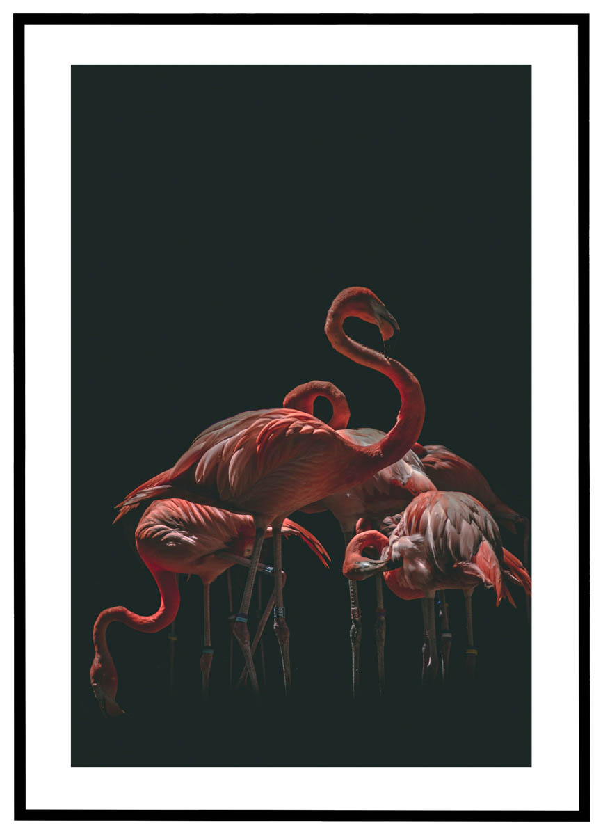 Sort Plakat Flamingoer Baggrund - Plakater