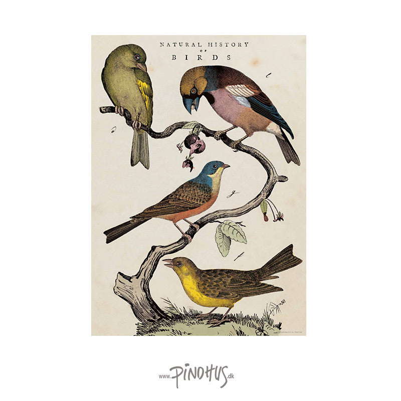 Plakat Birds 50x70cm Cavallini - Cavallini Plakater