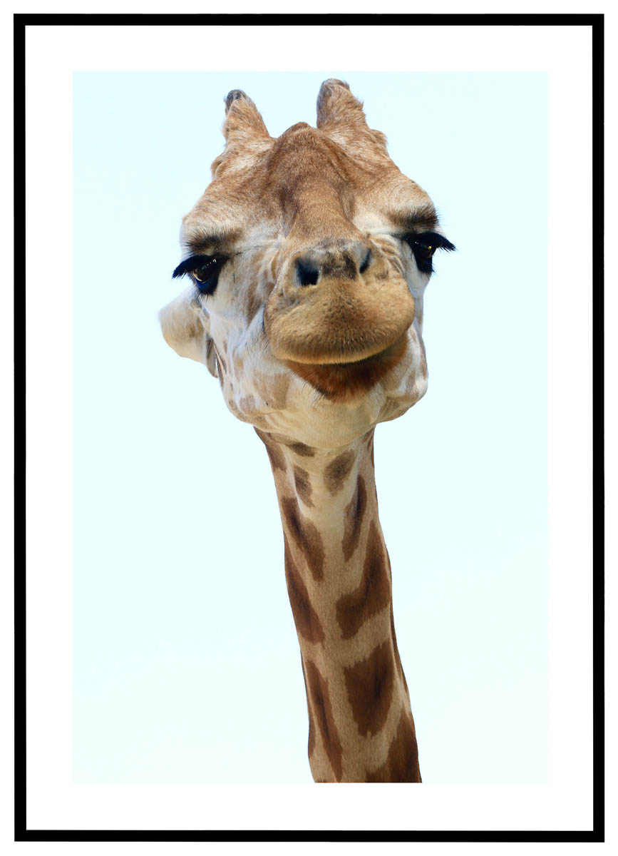 Plakat Giraf - Plakater