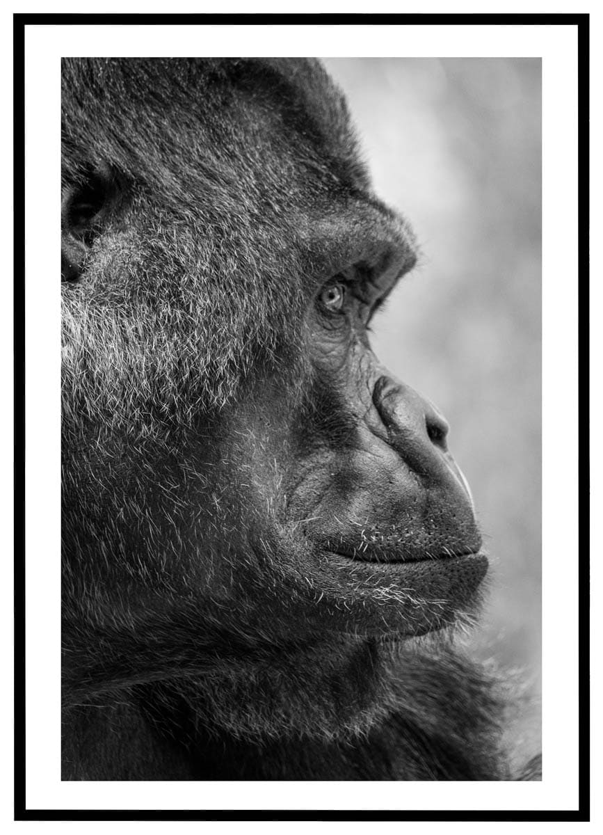 Plakat Gorilla Profil - Plakater