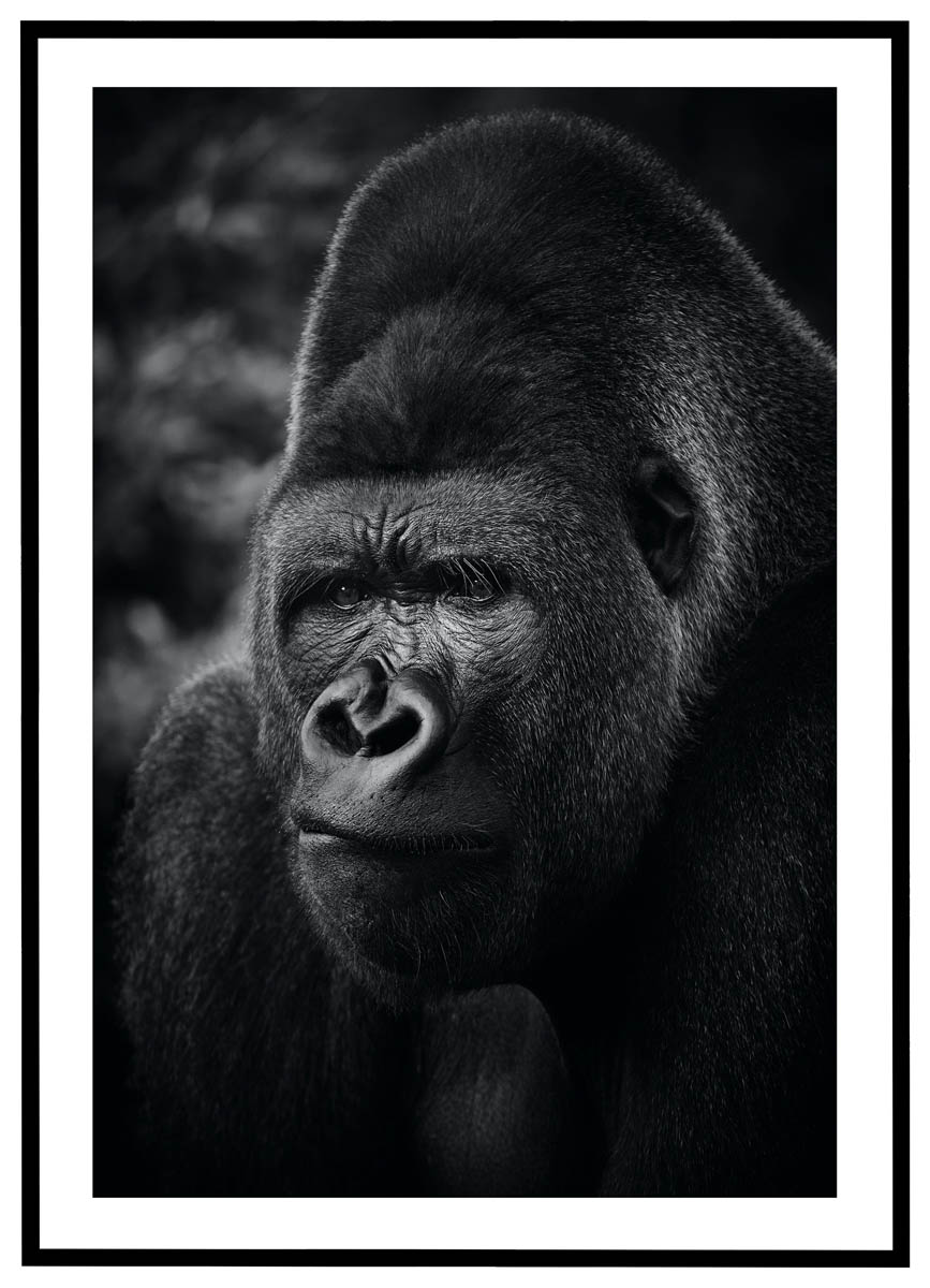Plakat Gorilla - Plakater