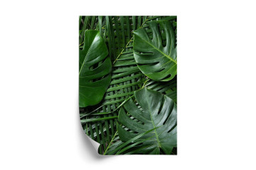 Grøn Plakat Monstera Palmeblade - Doboxa Plakater