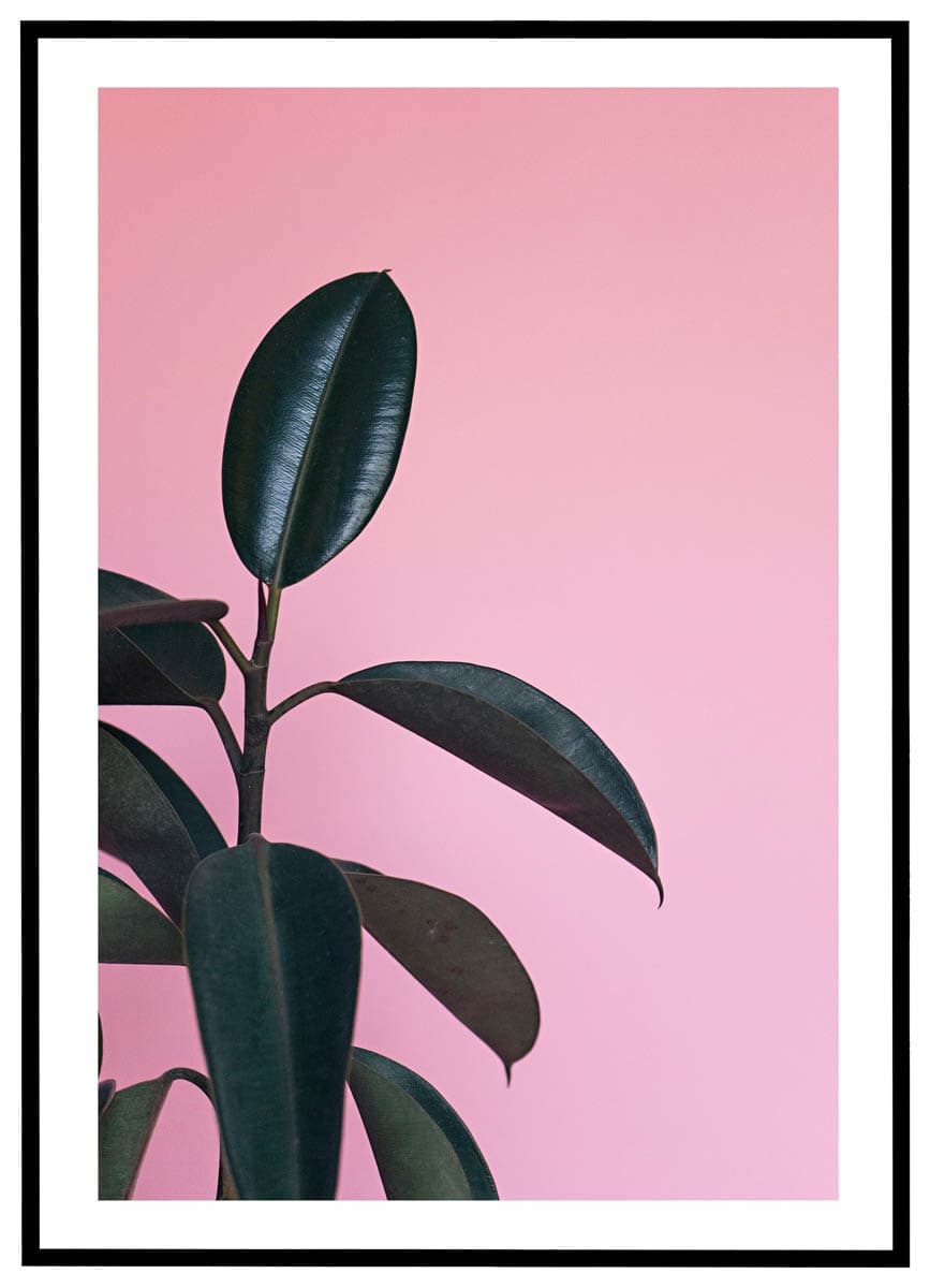 Plakat Gummiplante Lyserød Baggrund - Plakater
