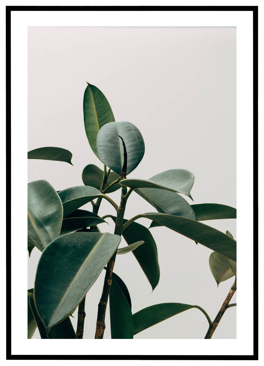 Plakat Gummiplante - Plakater