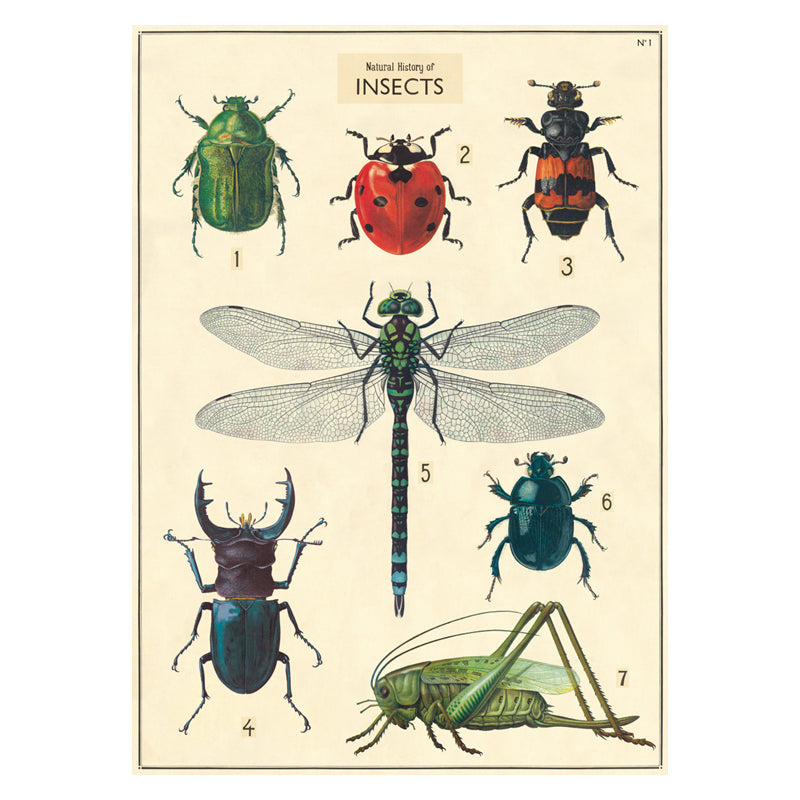 Plakat History Insects Close Cavallini - Cavallini Plakater