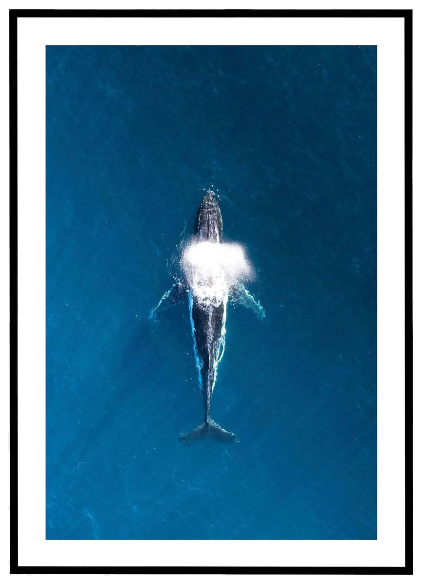 Plakat Hval - Plakater