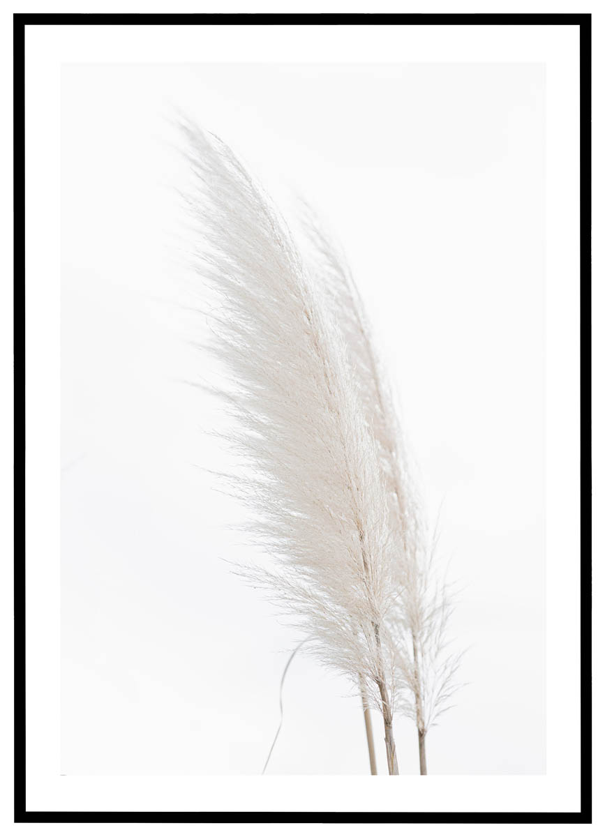 Hvid Plakat Pampasgræs - Plakater