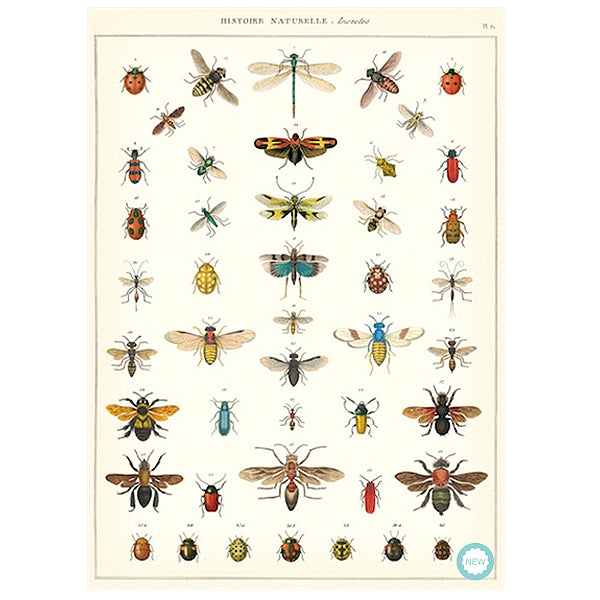 Plakat History Insects Cavallini - Cavallini Plakater