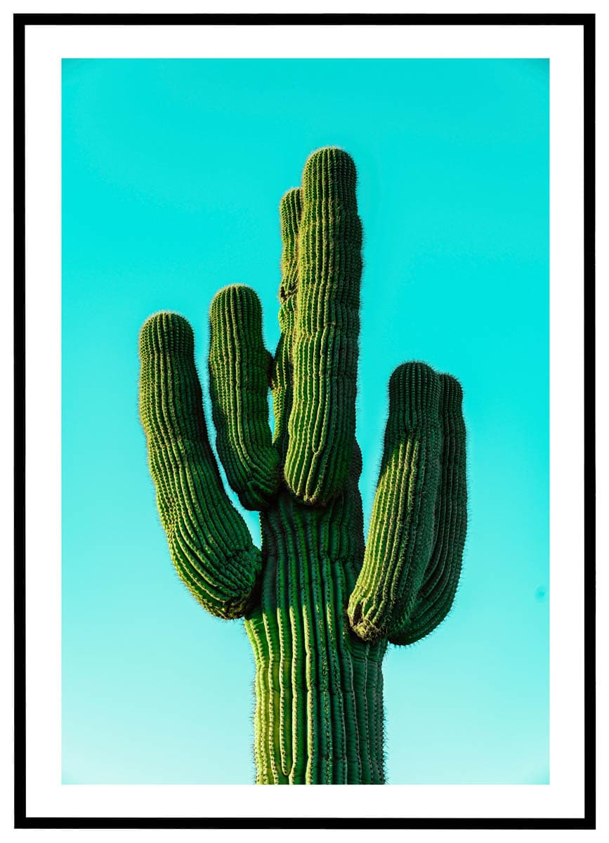 Plakat Kaktus - Plakater