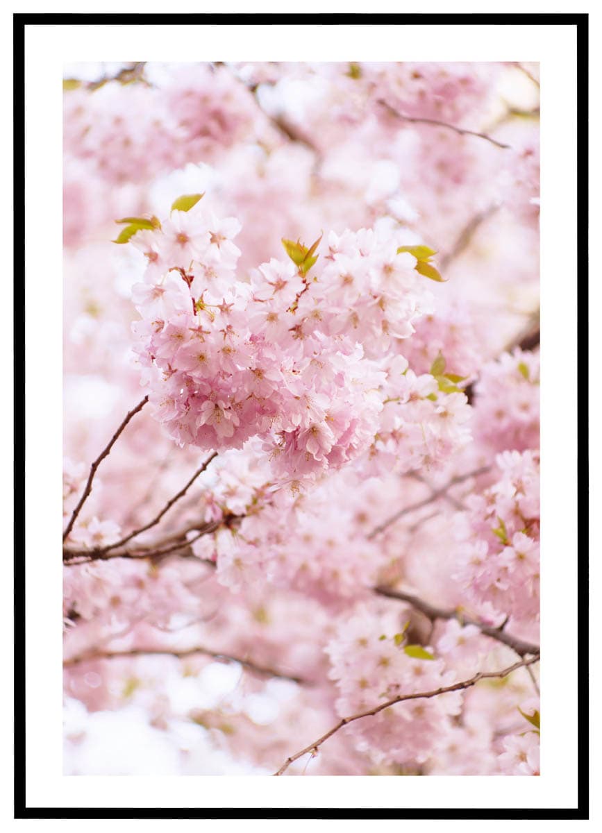 Plakat Kirsebærblomster - Plakater