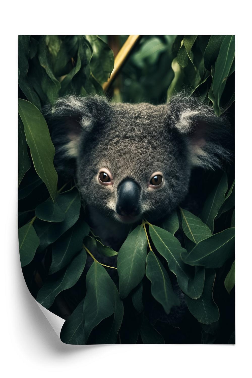 Plakat Koala Sidder Bladene - Doboxa Plakater