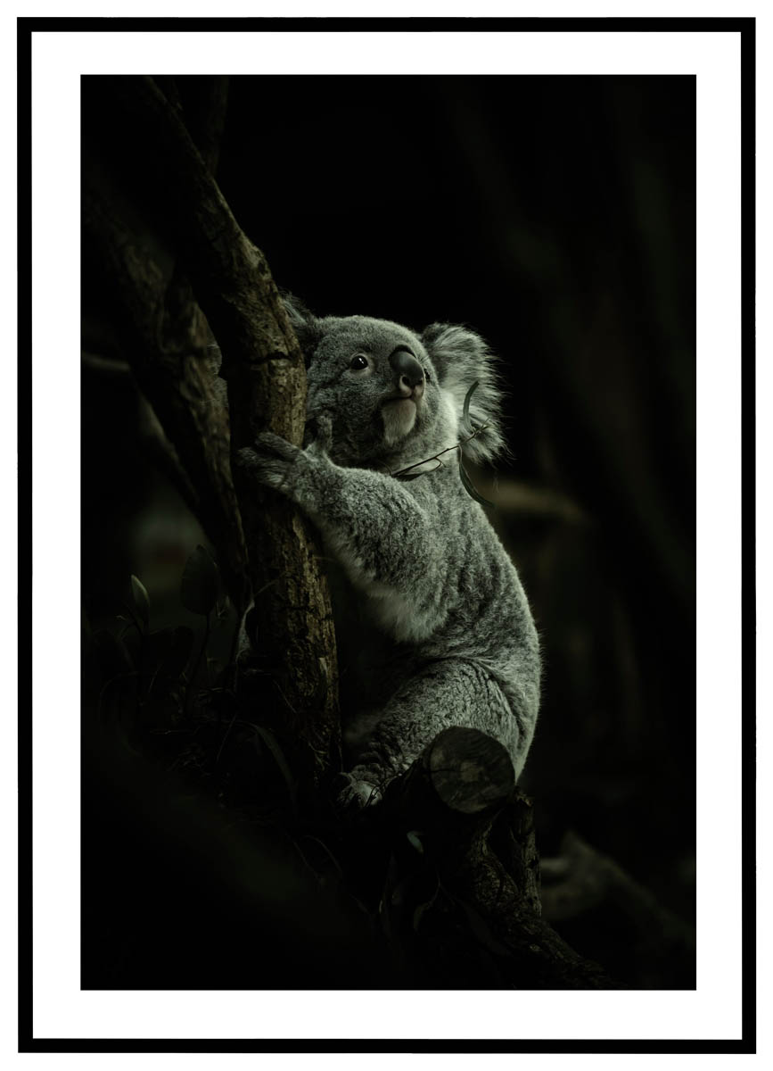 Plakat Koala - Plakater