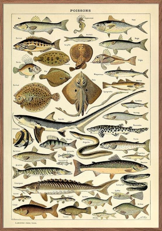 Adolphe Millot Poissons Plakat Med Fisk - Unikplakat.dk Plakater