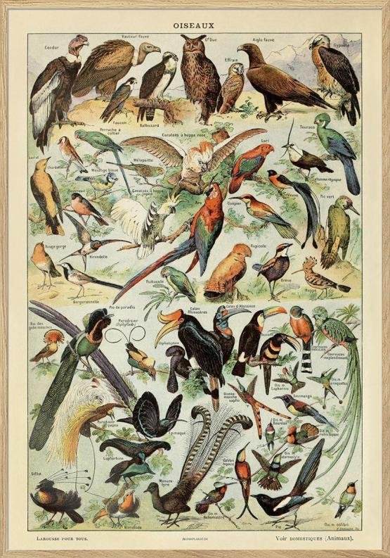 Adolphe Millot Oiseaux Pour Tous Plakat Med Fugle - Unikplakat.dk Plakater