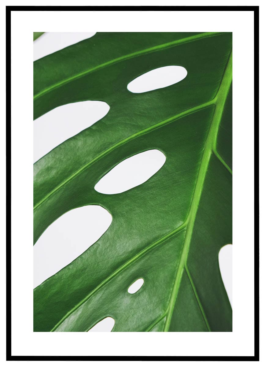 Plakat Monsterablad Nærbillede - Plakater