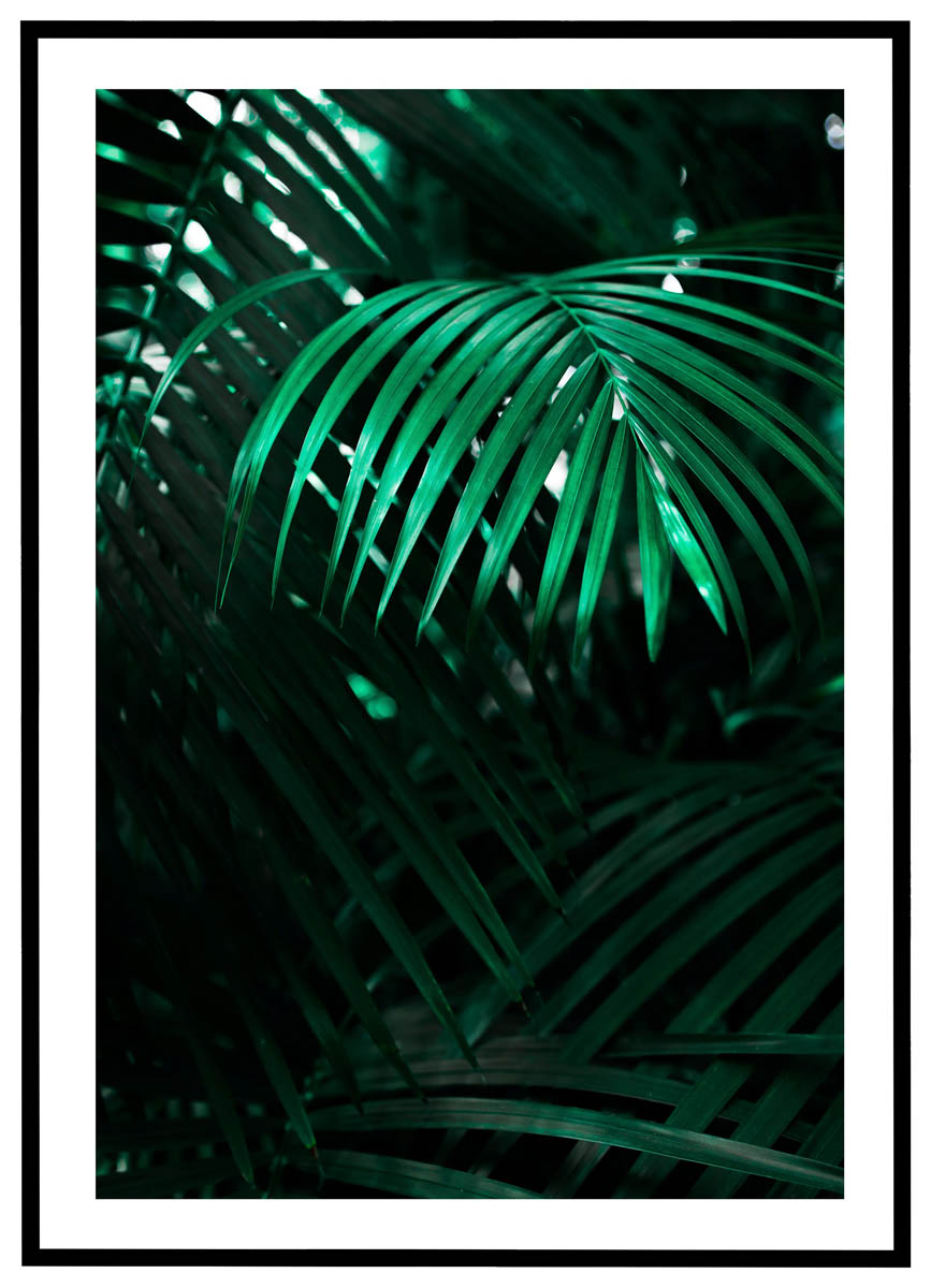 Plakat Palme Skygge - Plakater