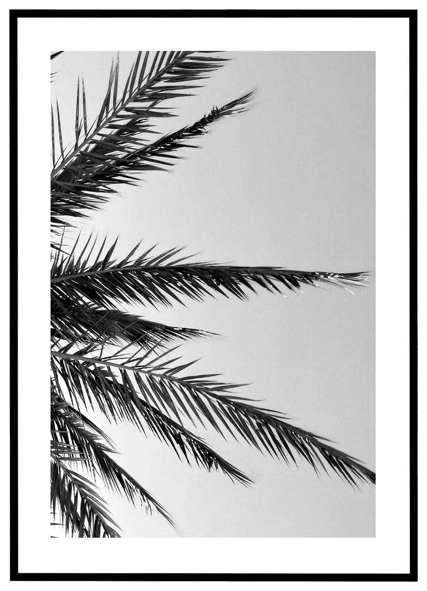 Hvid Plakat Palmeblade Sort - Plakater