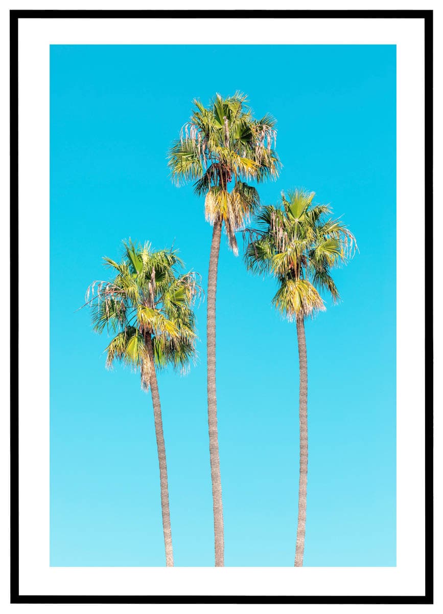 Plakat Palmetræer Under Blå Himmel - Plakater