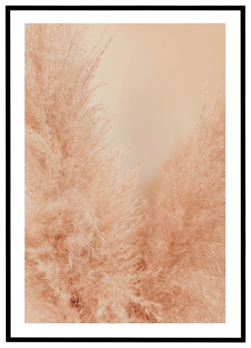 Plakat Pampasgræs Nærbillede - Plakater