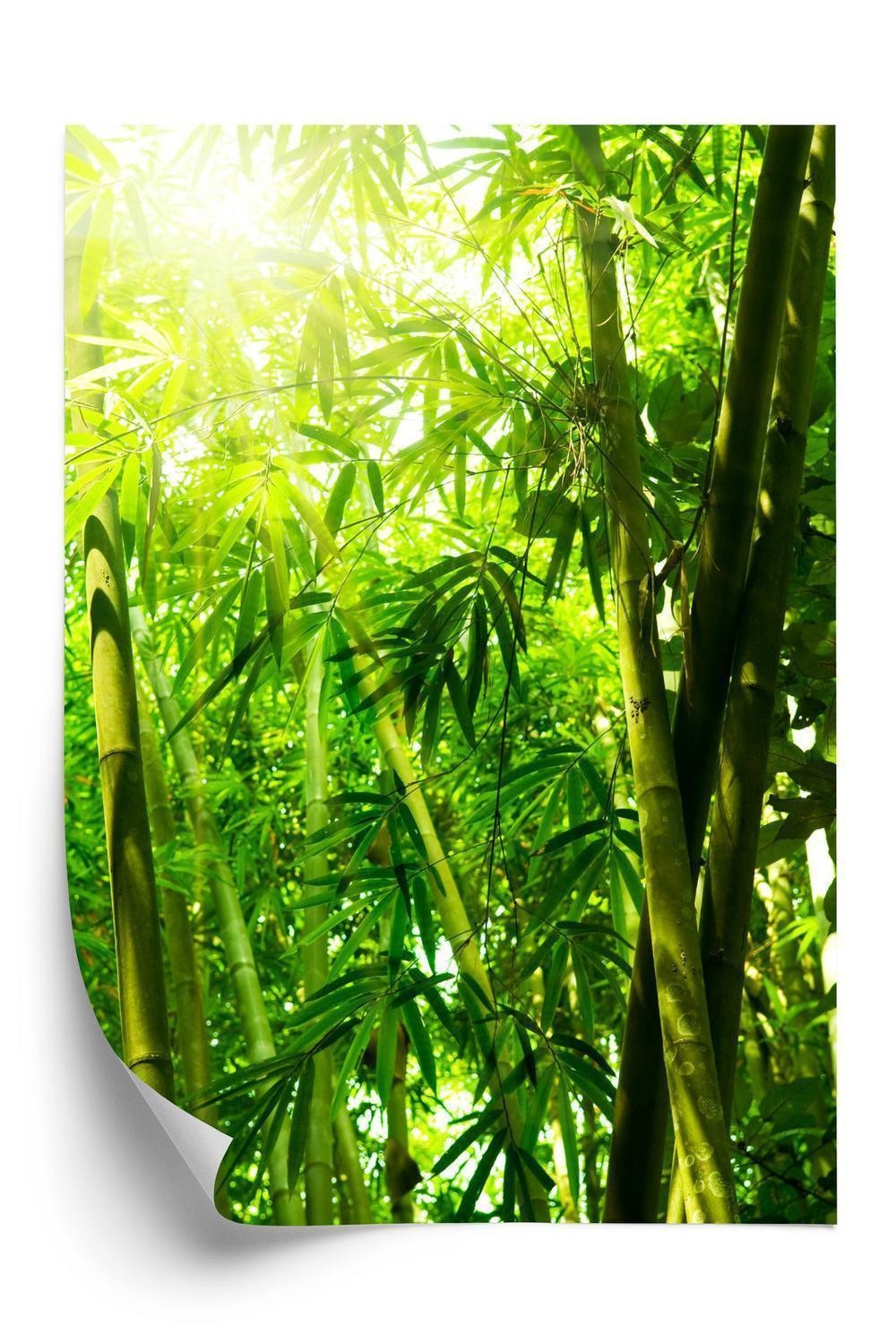 Plakat Sol Bambus Skov - Doboxa Plakater