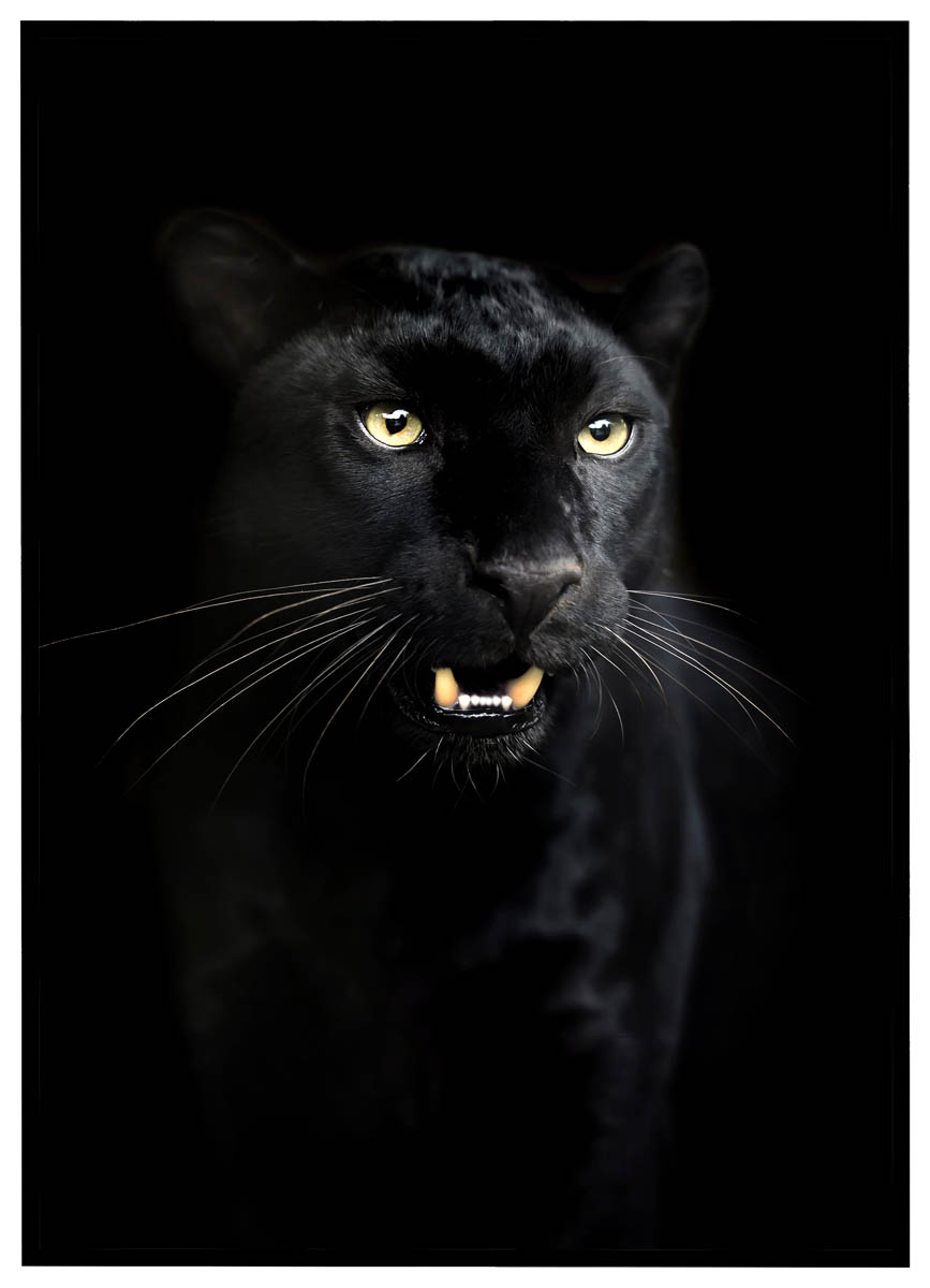 Sort Plakat Panter - Plakater
