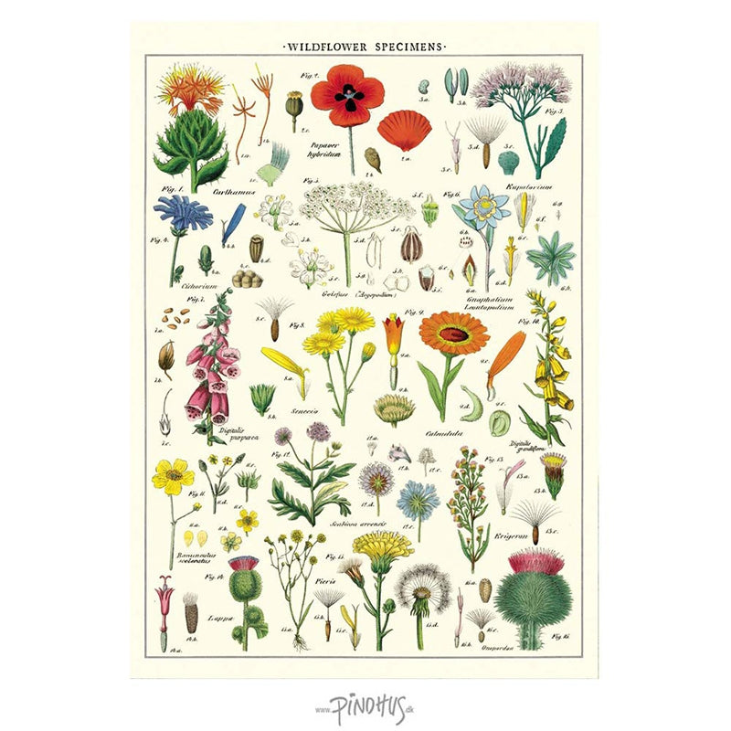 Plakat Wild Flower 50x70cm Cavallini - Cavallini Plakater