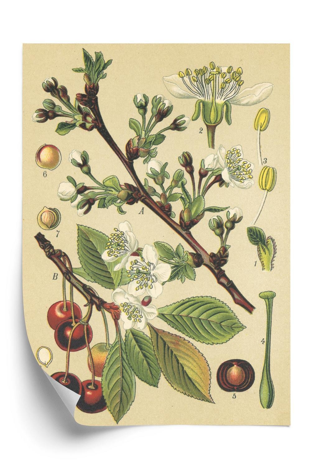 Plakat Vintage Botanisk Illustration Kirsebærblomster - Doboxa Plakater