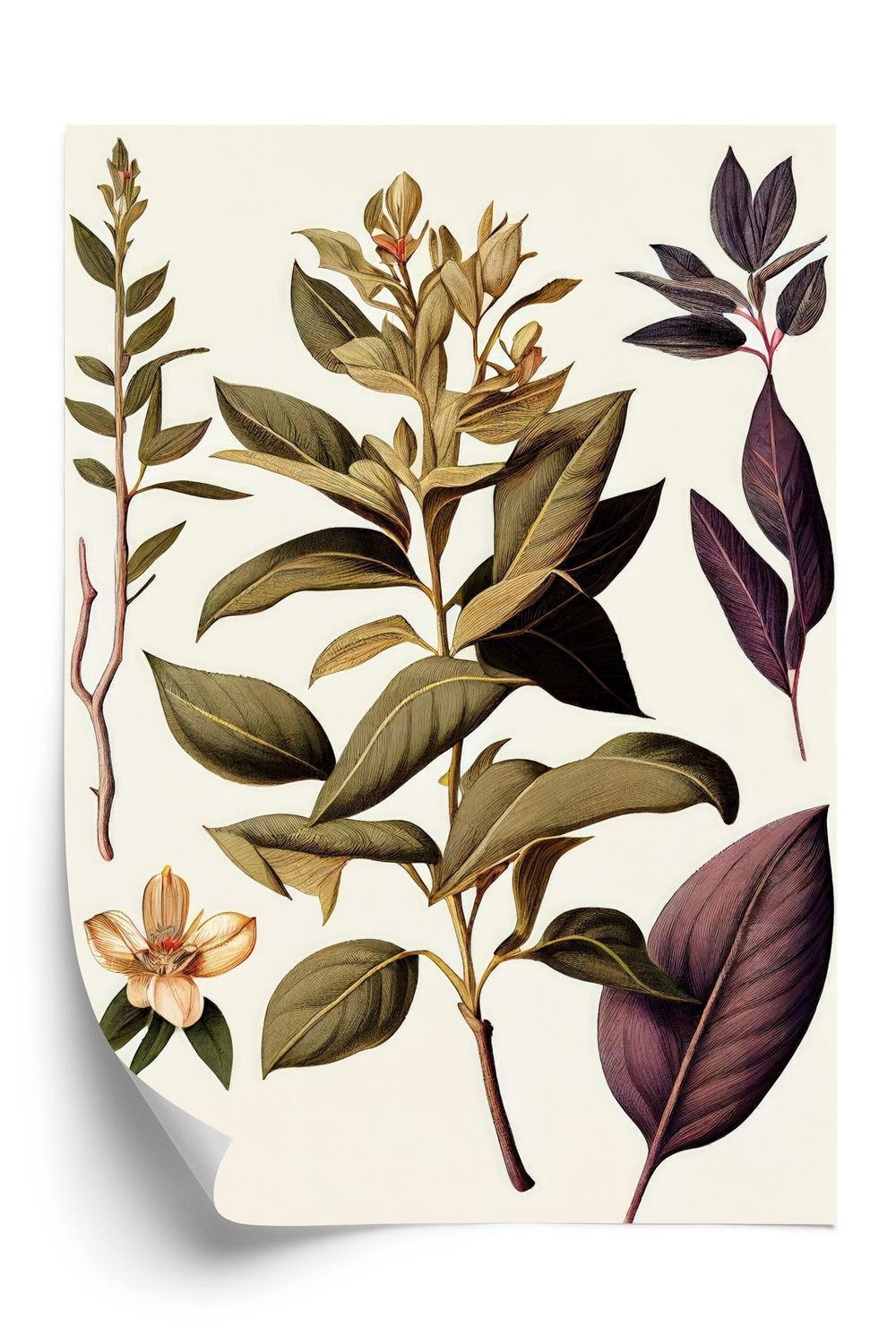 Plakat Vintage Medicinsk Plante - Doboxa Plakater