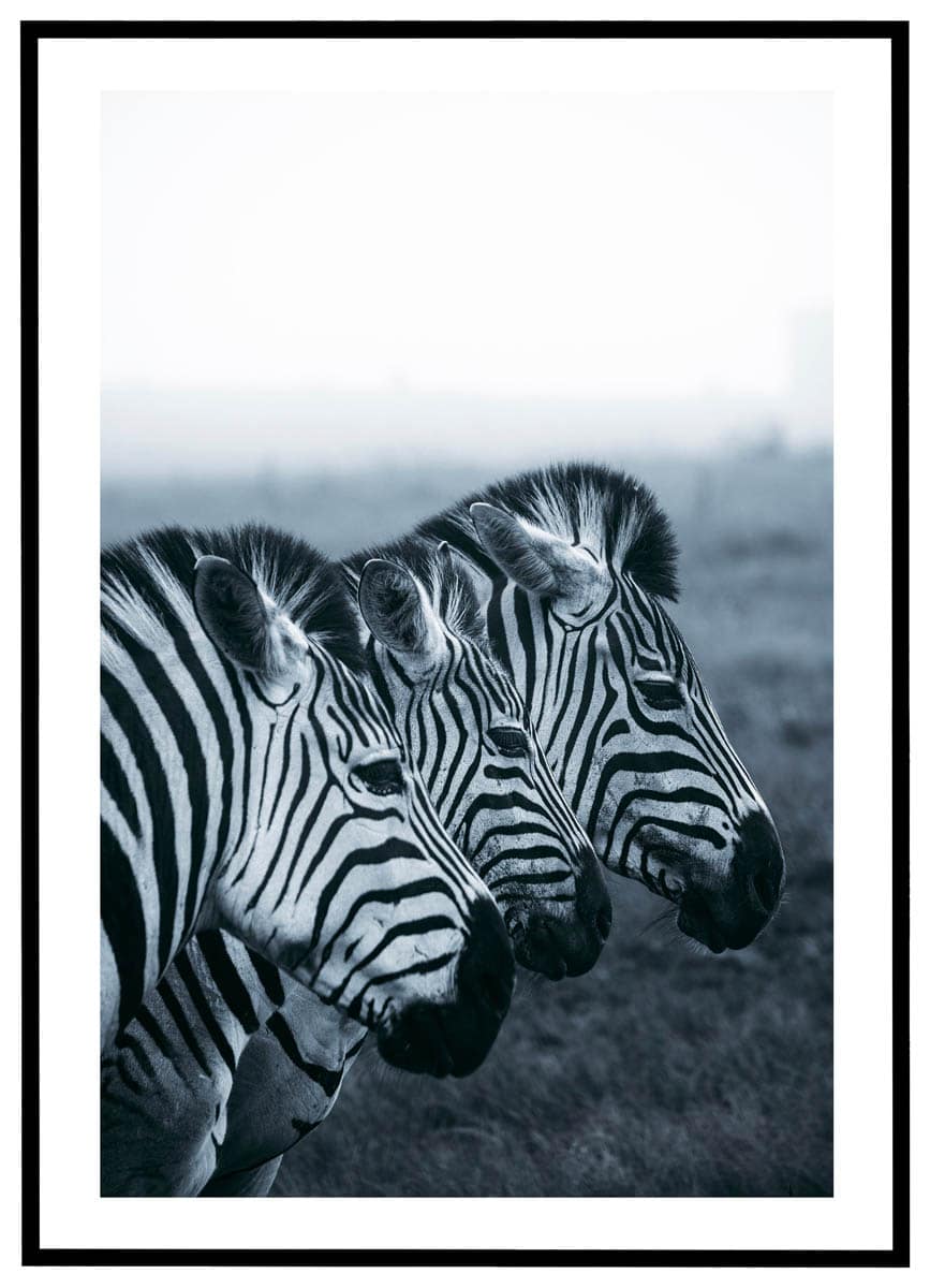 Plakat Zebraer - Plakater
